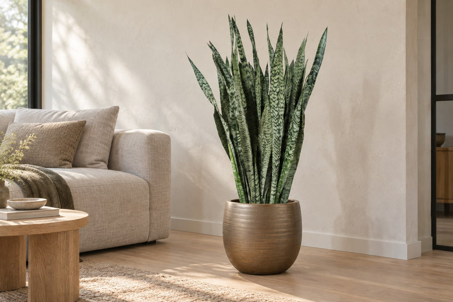 Sansevieria Zeylenica (lingua di suocera) 110 cm di altezza, vaso ø35 cm