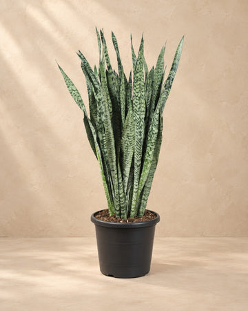 Sansevieria Zeylenica