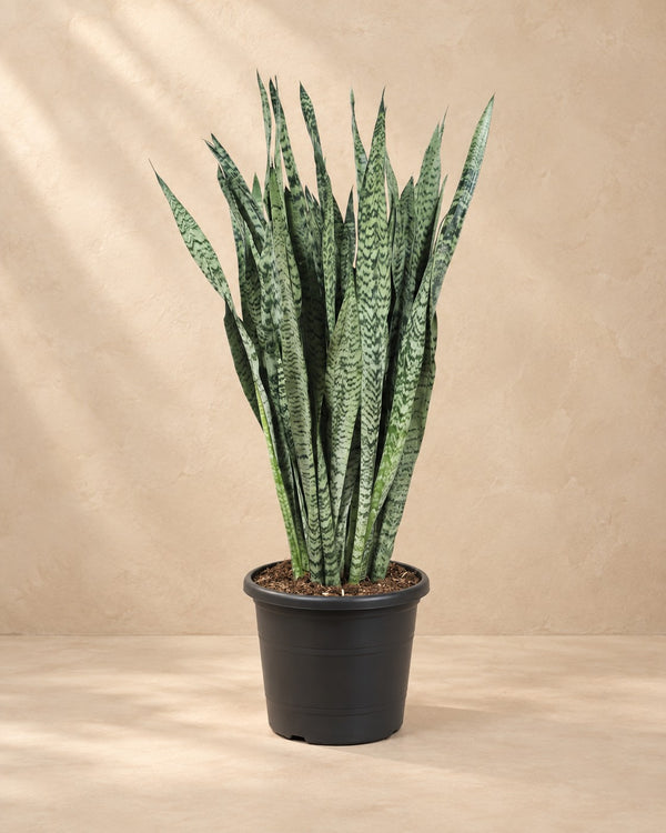Sansevieria zeylanica (svärmorstunga) 110 cm hög, kruka ø35 cm