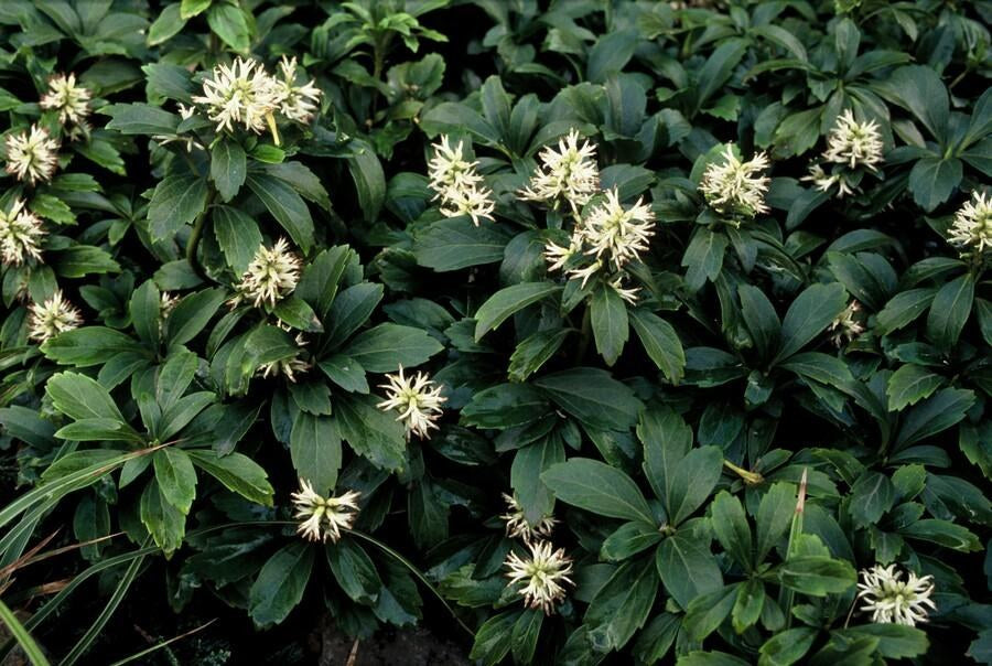 Ysander 'Green Sheen' im Garten