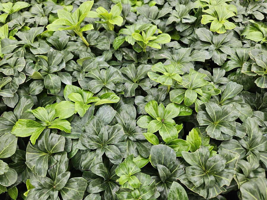 Ysander 'Green Sheen' (Pachysandra terminalis)