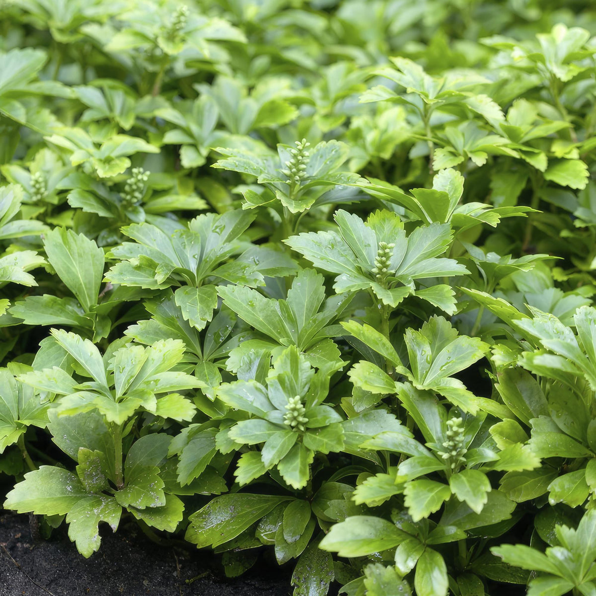 Schaduwkruid 'Green Carpet' in de tuin