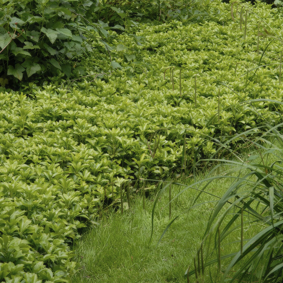 Ysander 'Green Carpet' (Pachysandra terminalis)