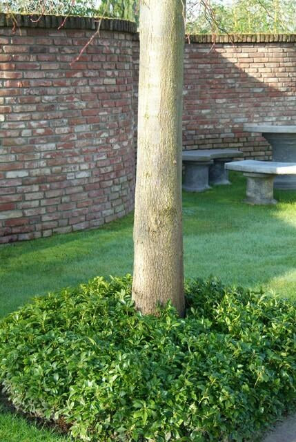 Dickmännchen im Garten