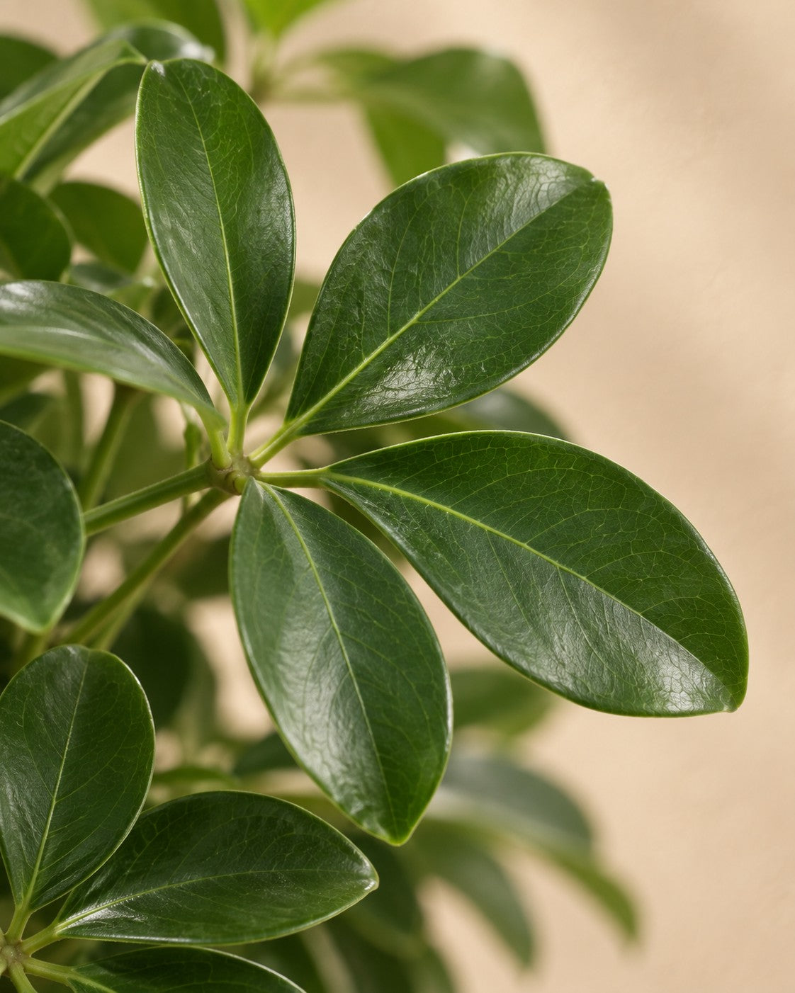 Close-up van het blad van de Schefflera arboricola Compacta (Schefflera arboricola 'Compacta')