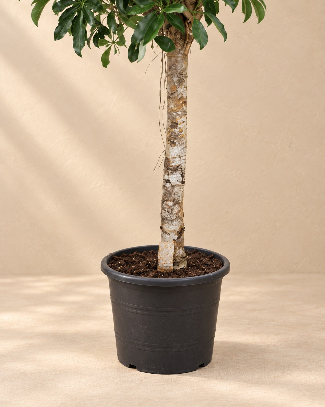 Onderste deel van de Schefflera arboricola Compacta (Schefflera arboricola 'Compacta') met de kweekpot