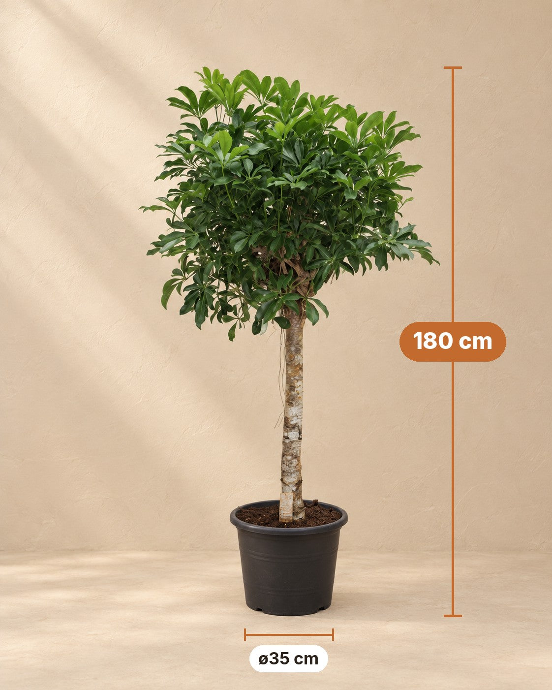 Afmetingen Schefflera arboricola Compacta: 180 cm hoog, pot ø35 cm