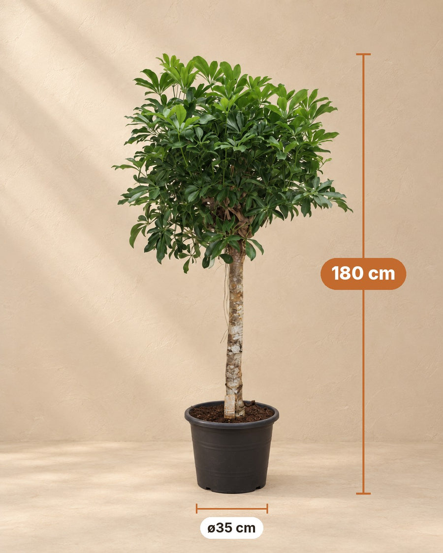 Schefflera arboricola Compacta (vingersboom) boom 180 cm hoog, pot ø35 cm