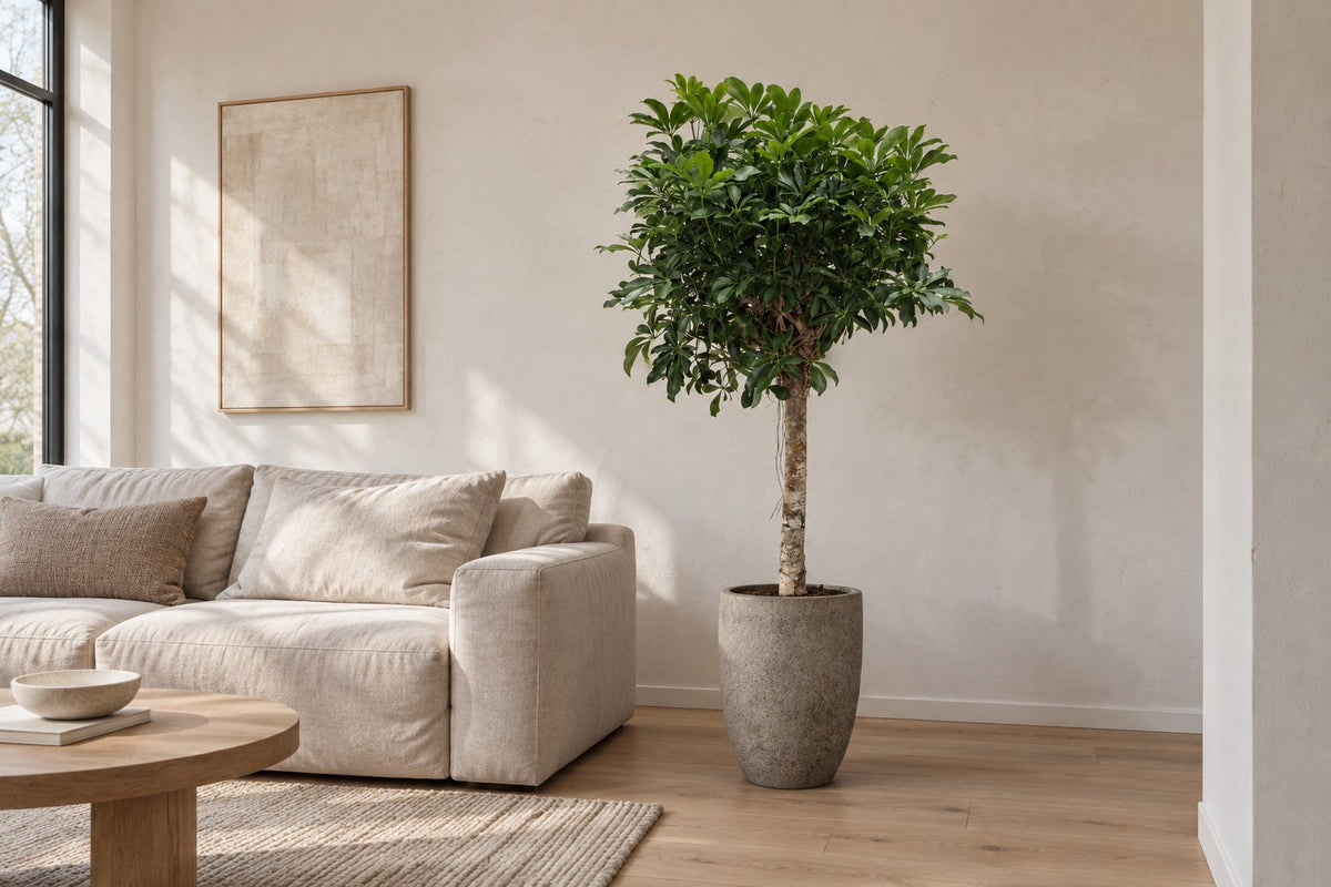 Schefflera arboricola Compacta van 180 cm in sierpot Mountain Hayes in een lichte woonkamer