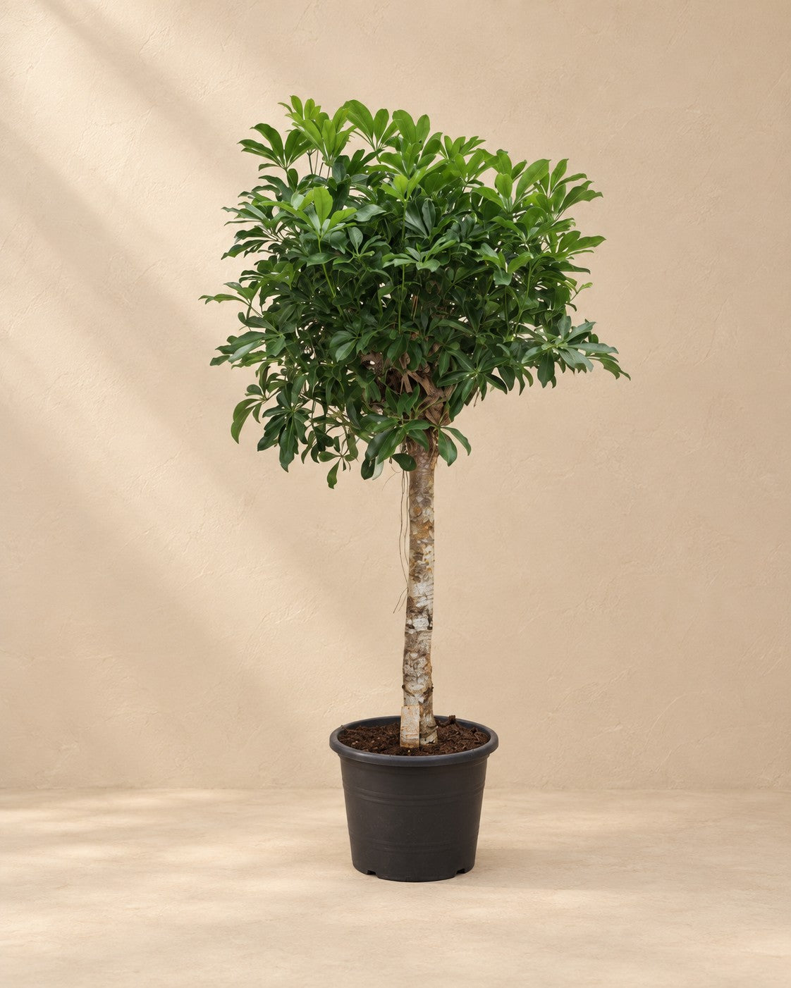 Schefflera arboricola Compacta (Schefflera arboricola 'Compacta') van 180 cm hoog in kweekpot van 35 cm