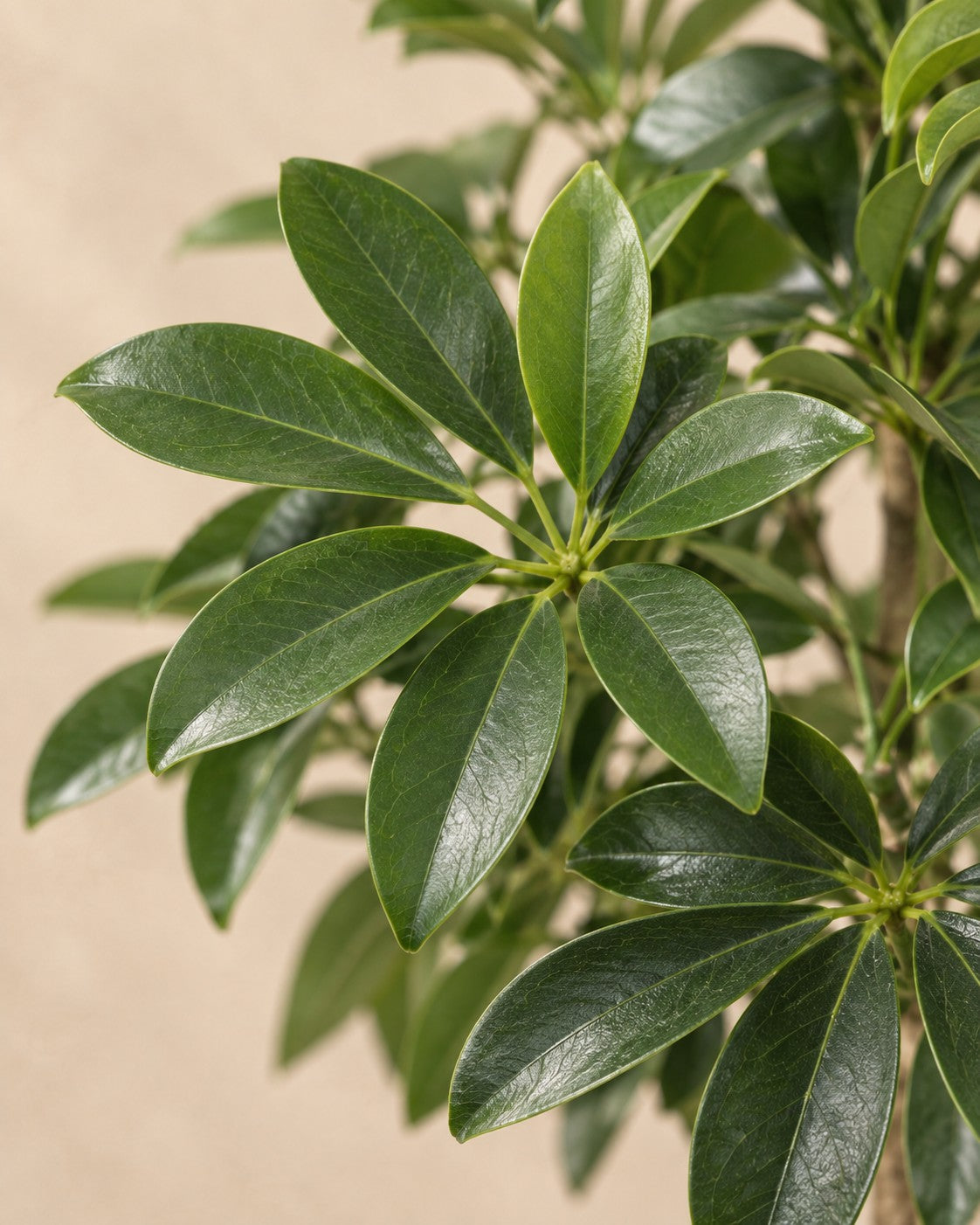 Close-up van het blad van de Schefflera arboricola Compacta (Schefflera arboricola 'Compacta')