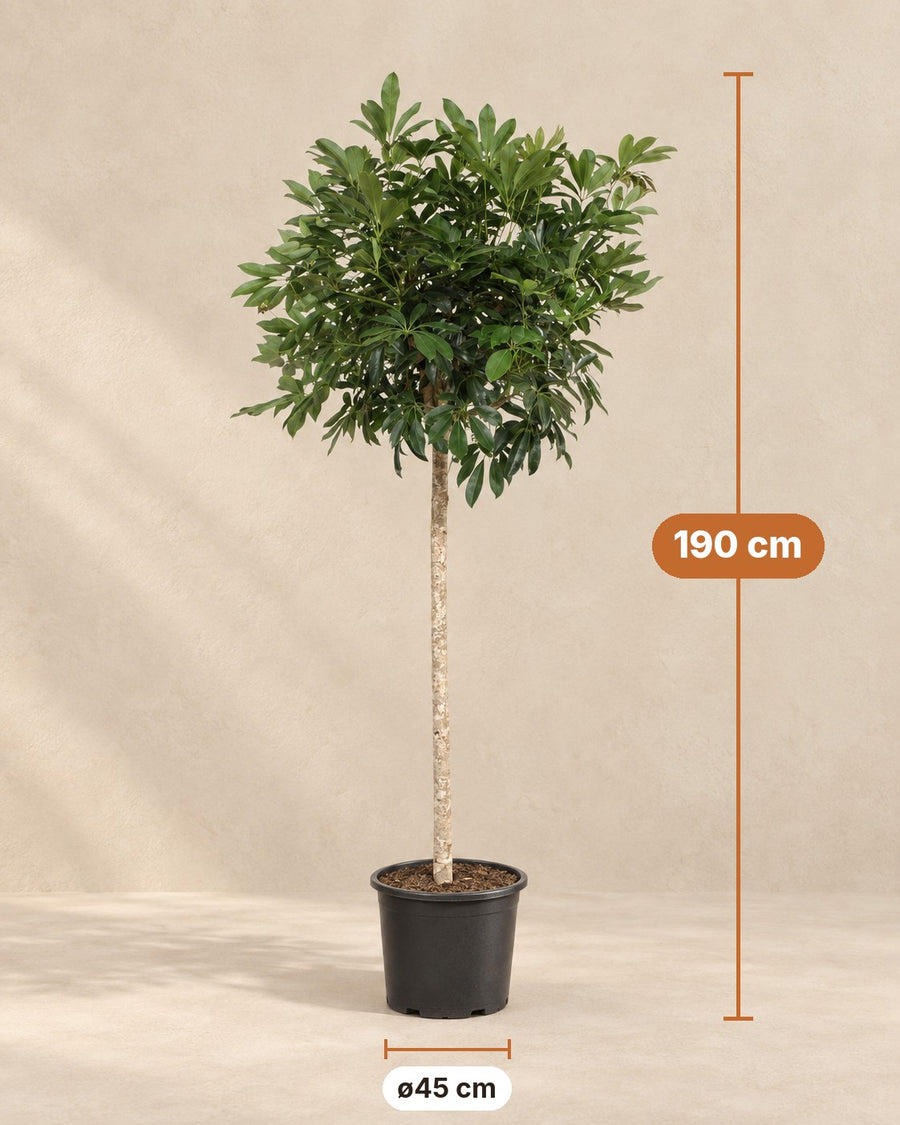 Schefflera arboricola Compacta (vingersboom) boom 190 cm hoog, pot ø45 cm