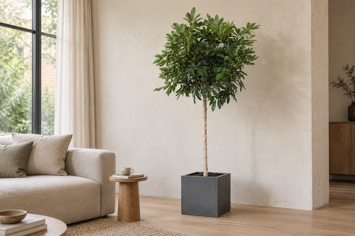 Schefflera arboricola Compacta van 190 cm in sierpot Block Grey in een lichte woonkamer