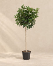 Schefflera arboricola Compacta (Schefflera arboricola 'Compacta') van 190 cm hoog in kweekpot van 45 cm