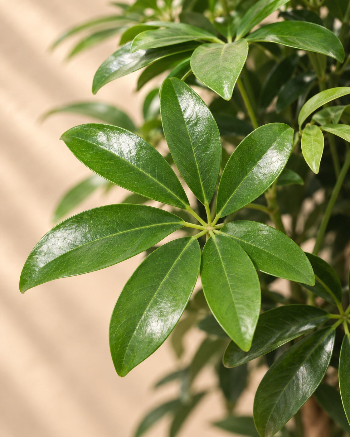 Närbild på bladen hos Schefflera på stam (Schefflera sp.)