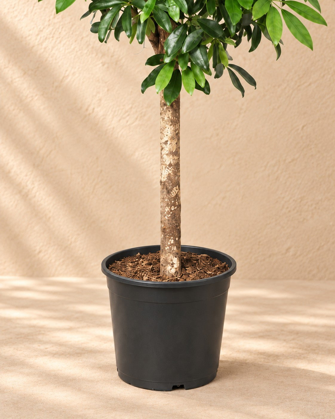 Nederste del af Schefflera på stamme (Schefflera sp.) med dyrkningspotten