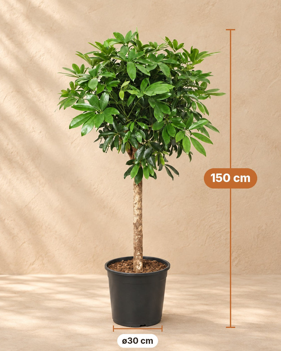 Schefflera på stamme 150cm - ø30