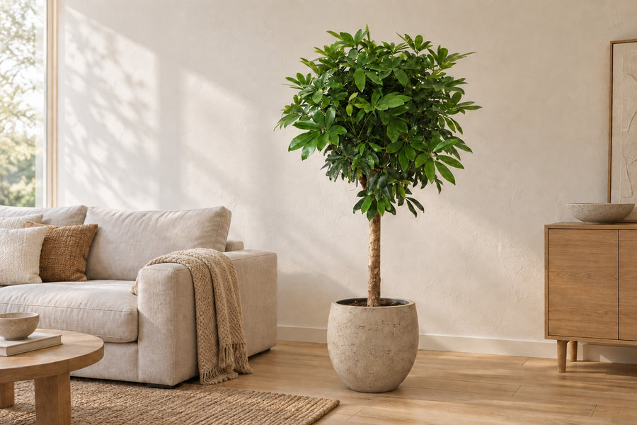 Schefflera på stamme 150cm - ø30