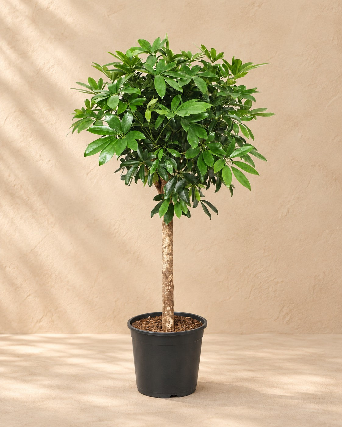 Schefflera på stam (Schefflera sp.), 150 cm hög i en 30 cm odlingskruka