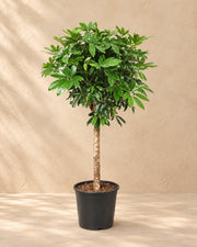Schefflera på stamme (Schefflera sp.), 150 cm høj i en 30 cm dyrkningspotte