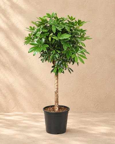Schefflera på stamme (Schefflera sp.), 150 cm høj i en 30 cm dyrkningspotte