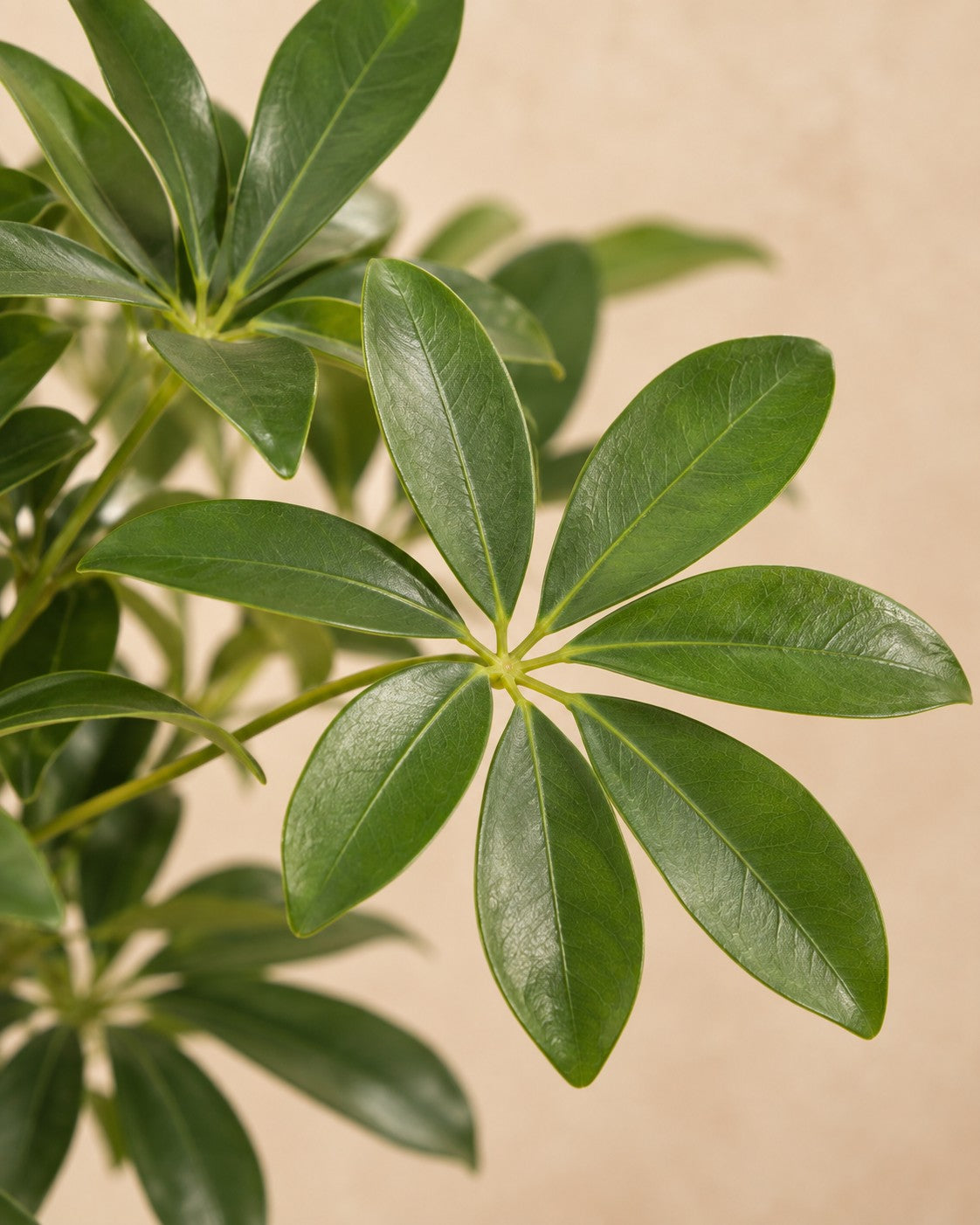 Primer plano de las hojas de Schefflera (Schefflera arboricola)