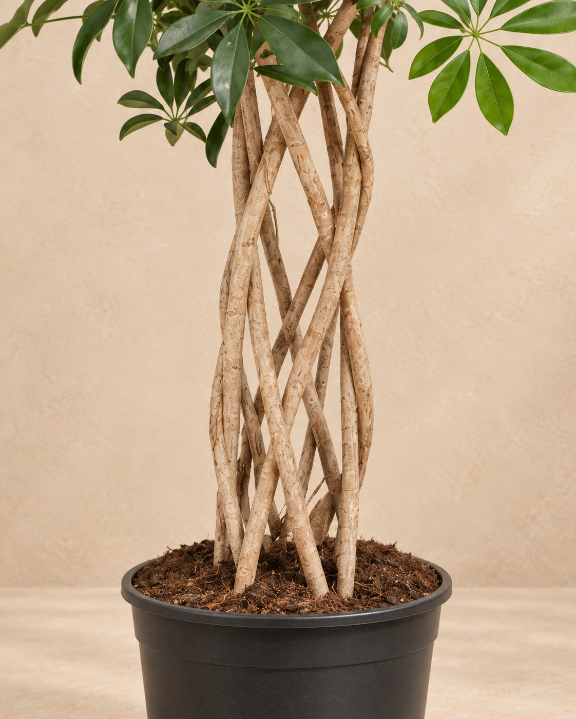 Onderste deel van de Schefflera (Schefflera arboricola) met de kweekpot