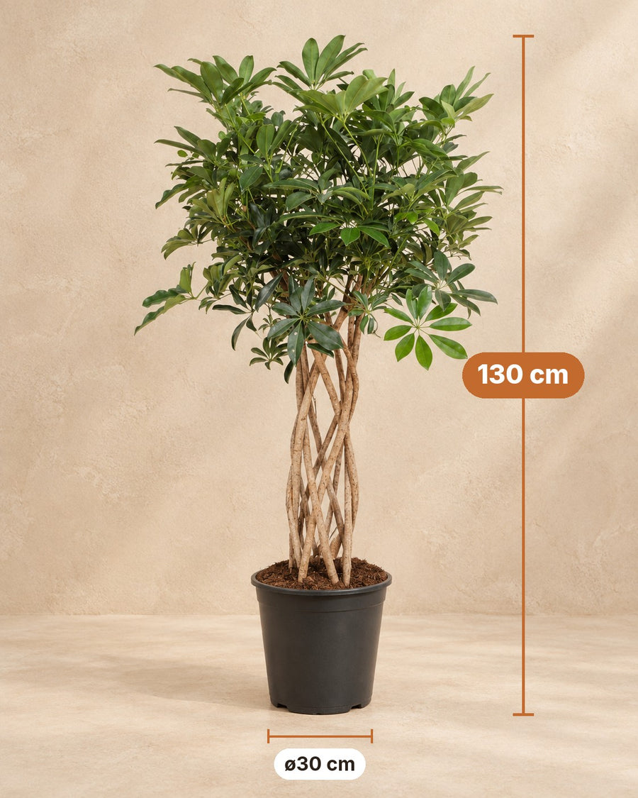 Schefflera 130cm - ø30