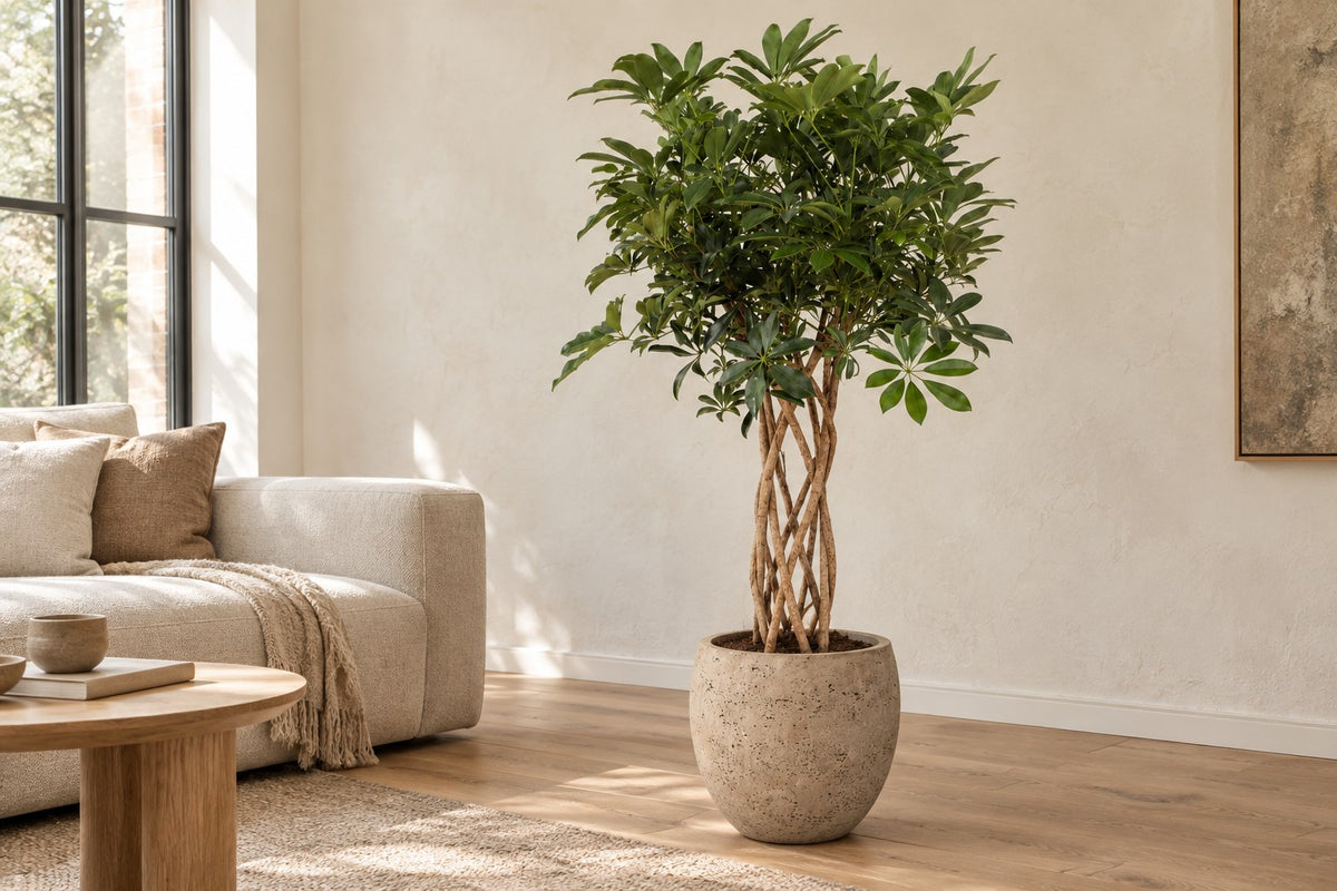 Schefflera van 130 cm in sierpot Orb Grey Washed in een lichte woonkamer