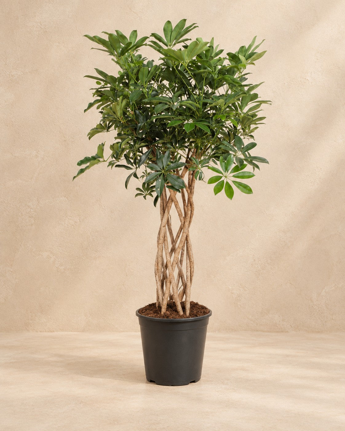 Schefflera (Schefflera arboricola), 130 cm de altura en maceta de cultivo de 30 cm
