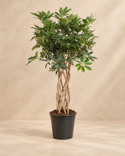 Schefflera (Schefflera arboricola) van 130 cm hoog in kweekpot van 30 cm