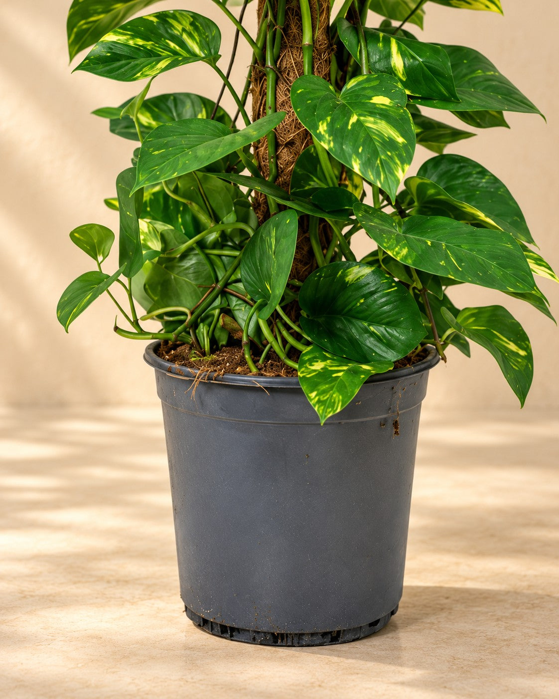 Parte bassa di Pothos (Epipremnum) con il vaso di coltivazione