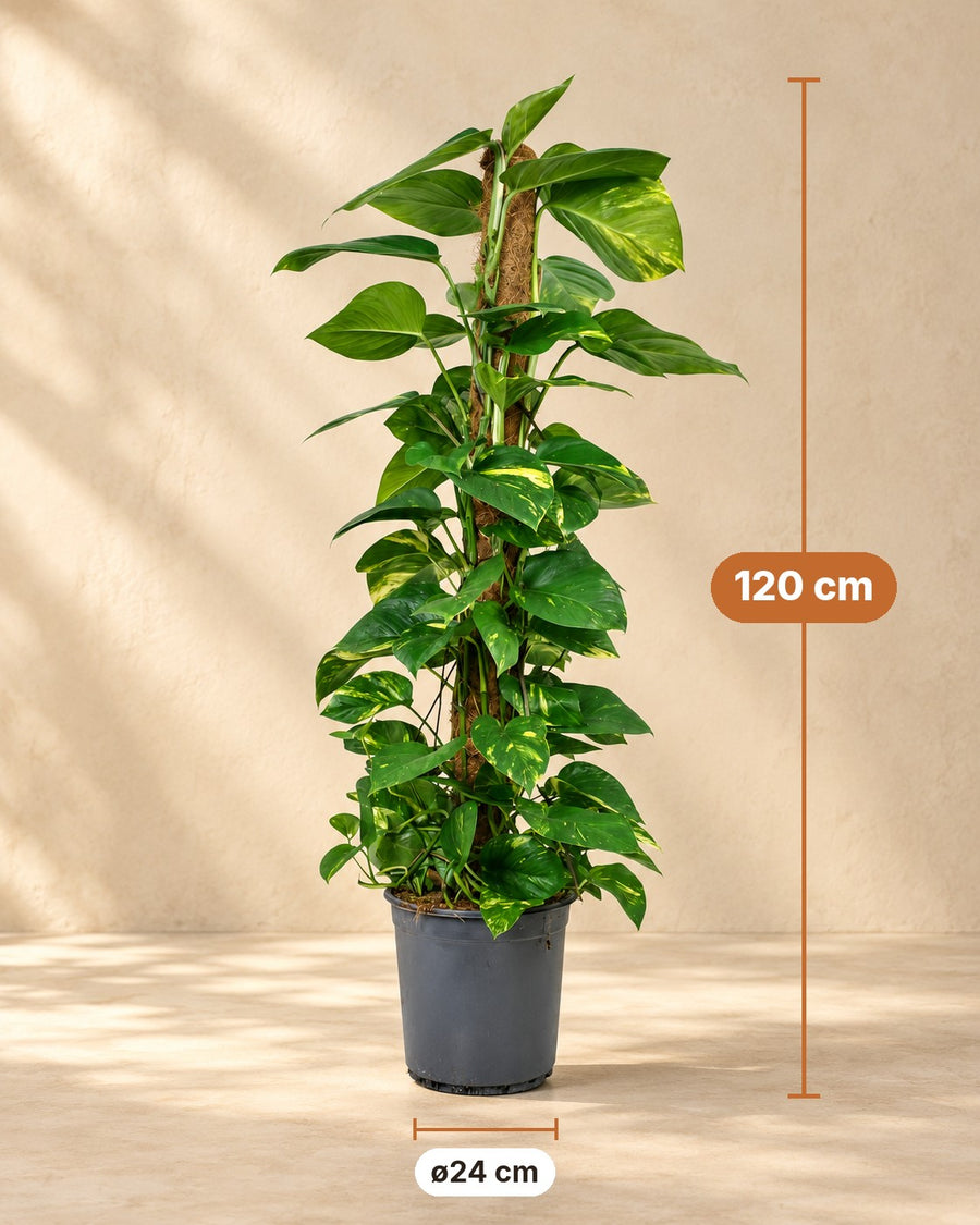 Pothos (Epipremnum) 120 cm di altezza, vaso ø24 cm