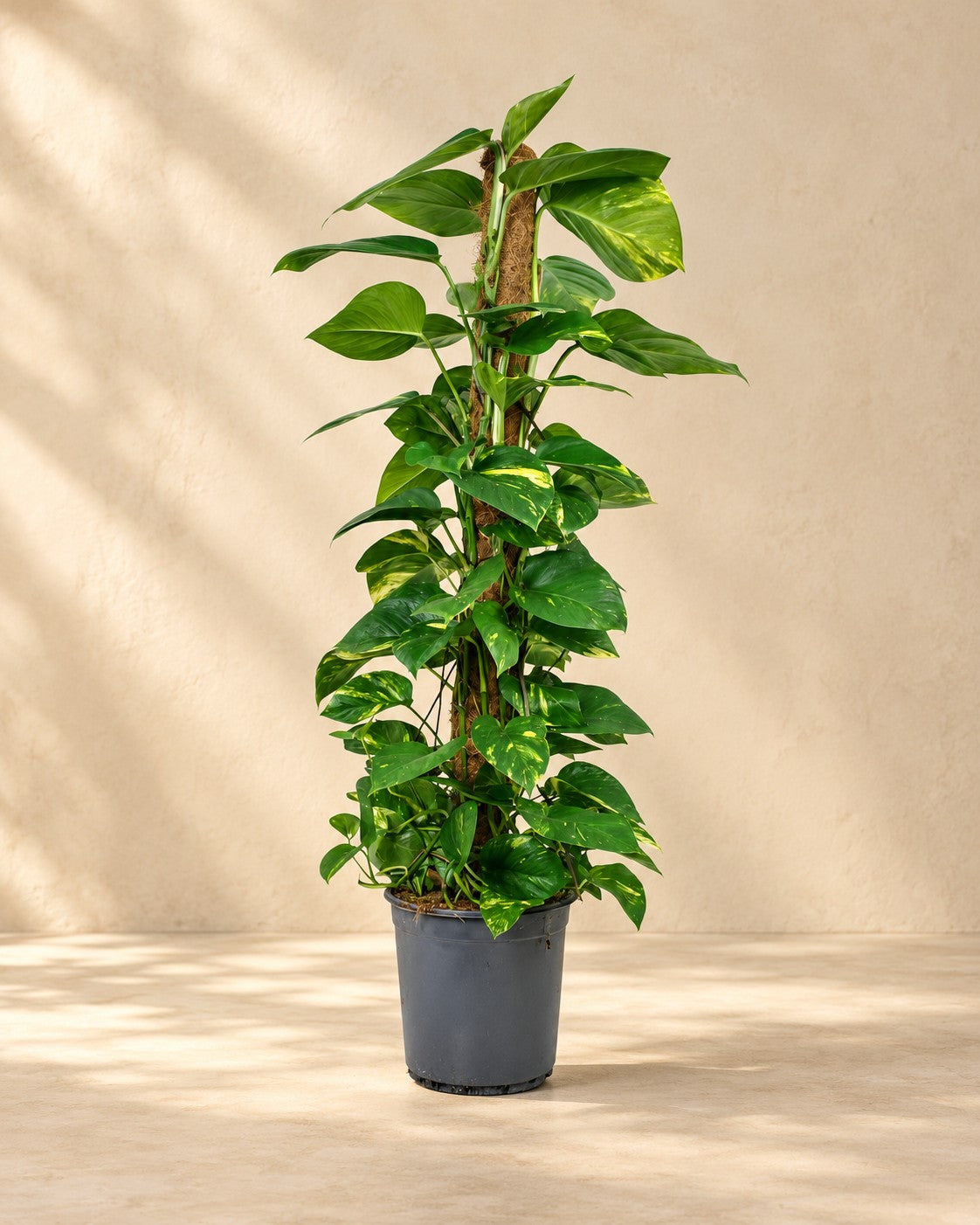Pothos (Epipremnum), alta 120 cm in vaso di coltivazione da 24 cm