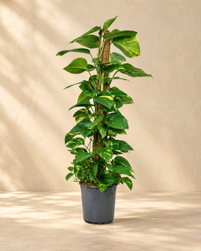 Pothos (Epipremnum), alta 120 cm in vaso di coltivazione da 24 cm
