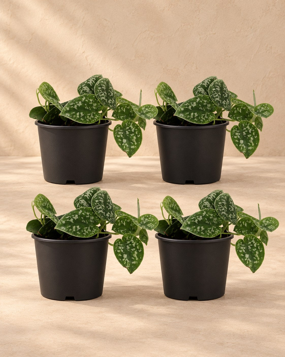 Gefleckte Efeutute , 4 Pflanzen, Topf ø12 cm