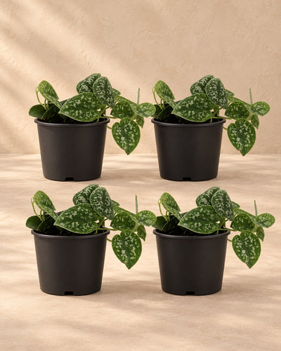 Gefleckte Efeutute , 4 Pflanzen, Topf ø12 cm