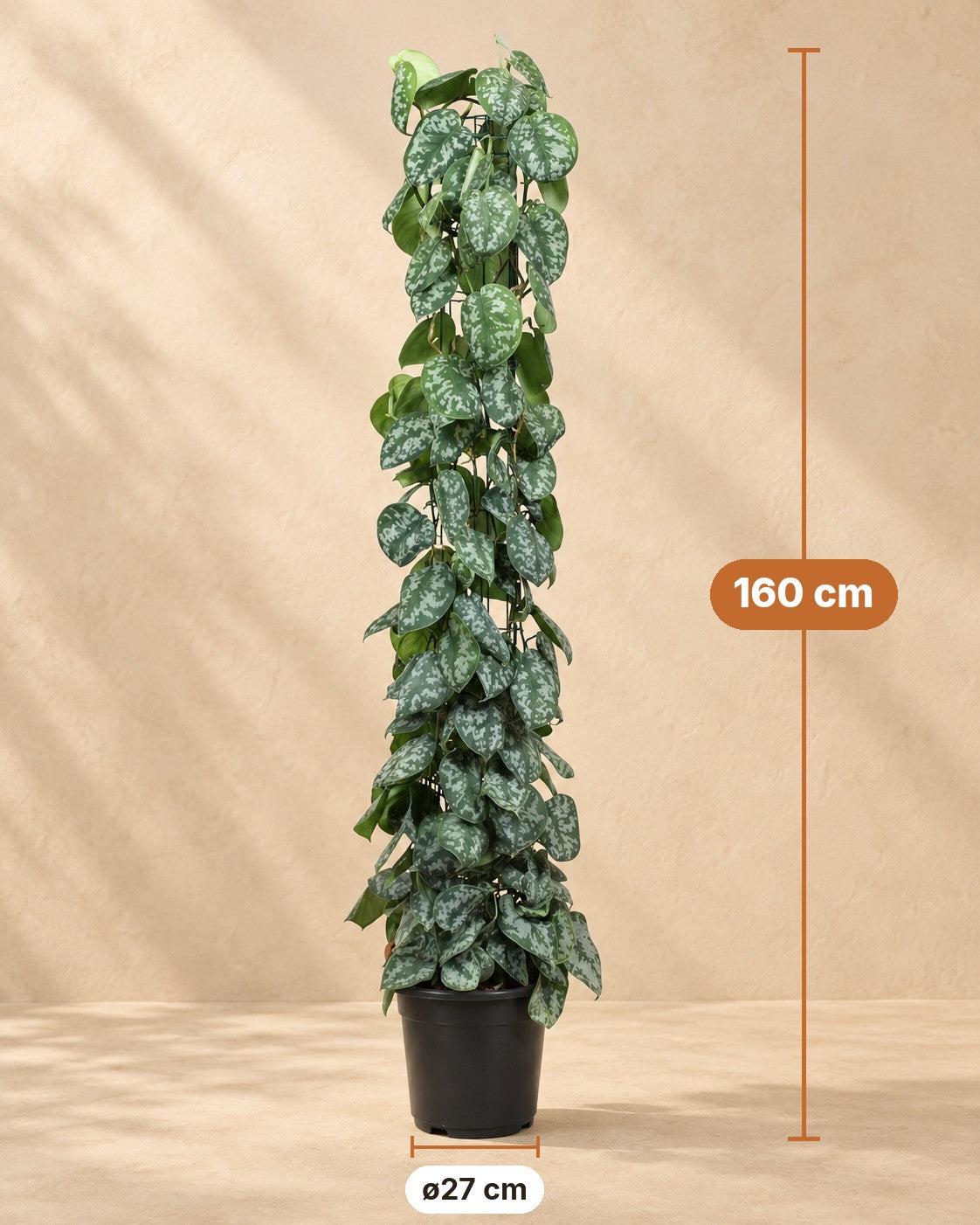 Afmetingen Scindapsus pictus Trebie aan gaasrek: 160 cm hoog, pot ø27 cm