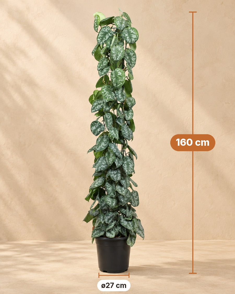 Scindapsus pictus Trebie aan gaasrek 160 cm hoog, pot ø27 cm