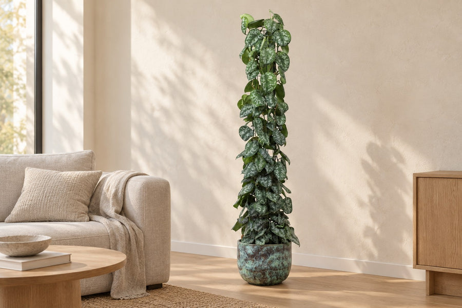 Scindapsus pictus Trebie aan gaasrek 160 cm hoog, pot ø27 cm