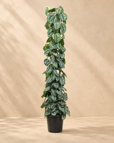 Scindapsus pictus Trebie aan gaasrek (Scindapsus pictus 'Trebie') van 160 cm hoog in kweekpot van 27 cm