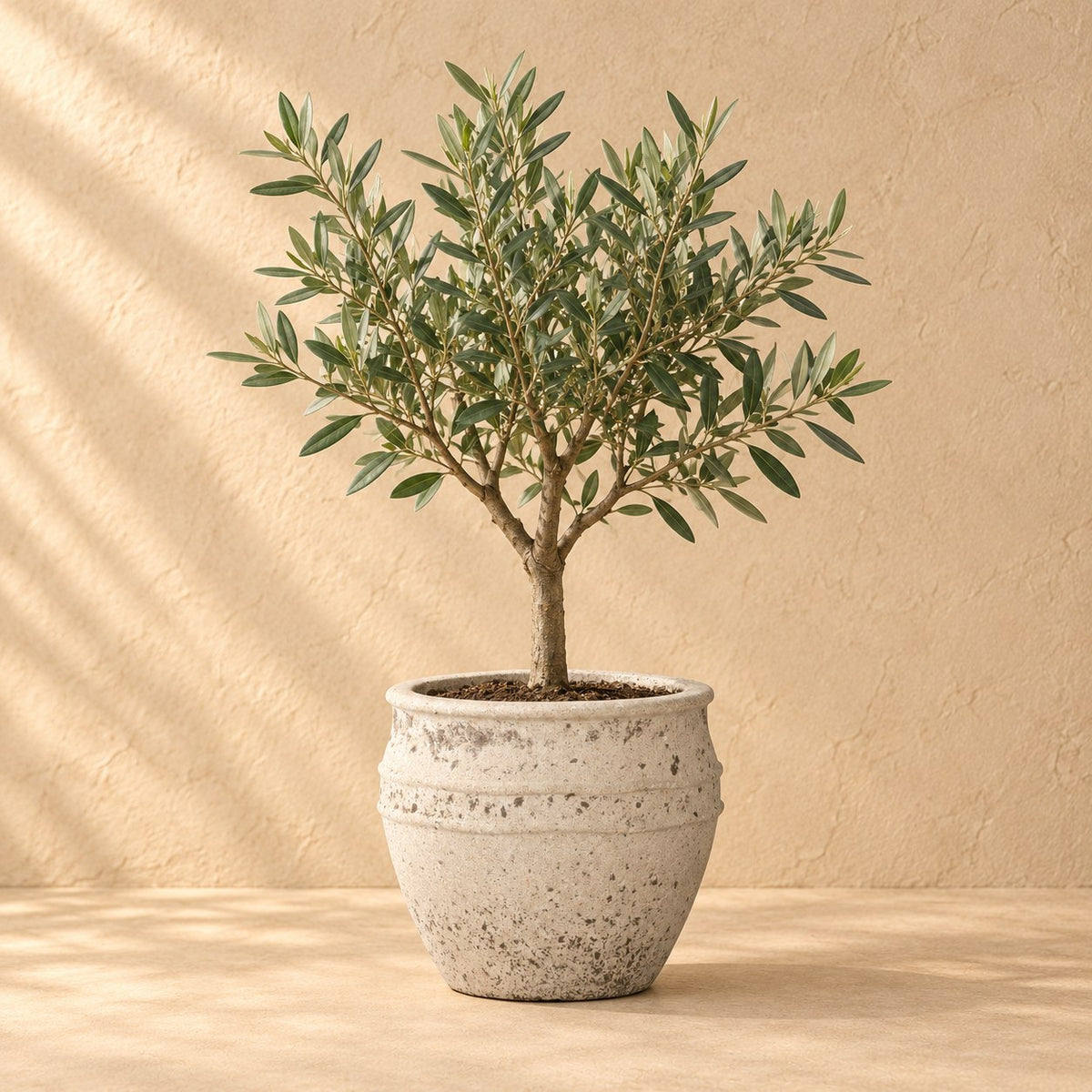 Ziertopf Athena Ø29 x H24 cm, bepflanzt