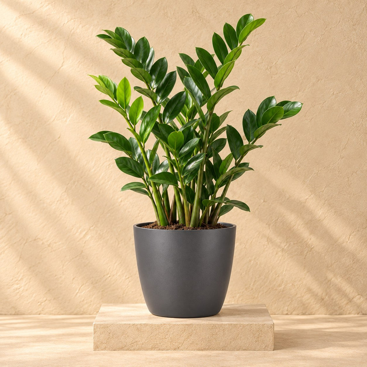 Pot décoratif Elho Bruxelles rond anthracite Ø20 x H19 cm, avec plante