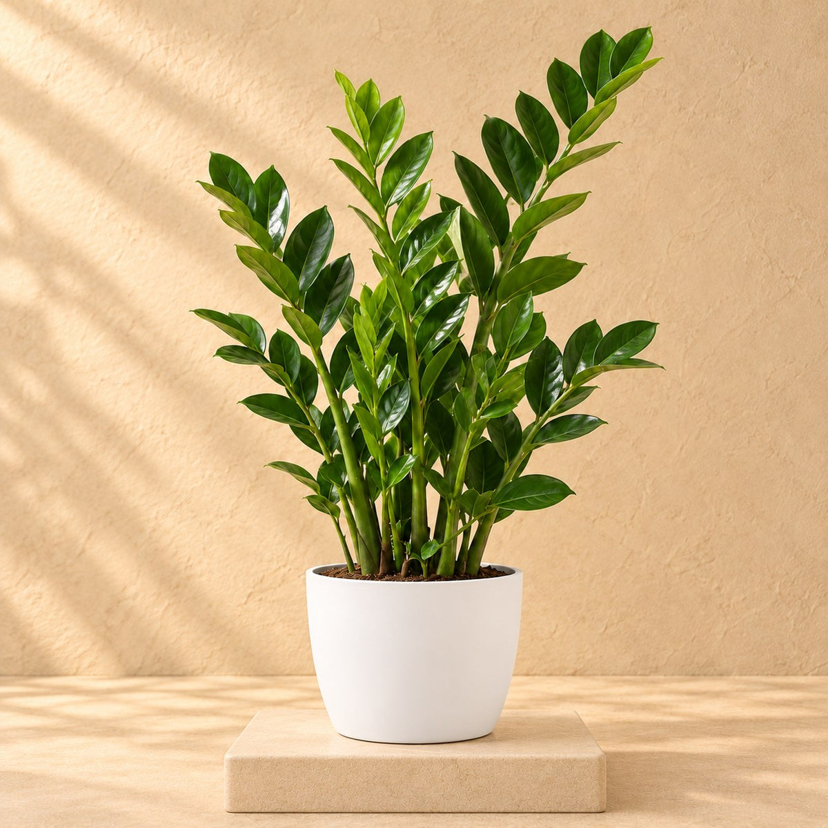 Dekorativ potte Elho Brussels round hvid Ø20 x H19 cm, med plante