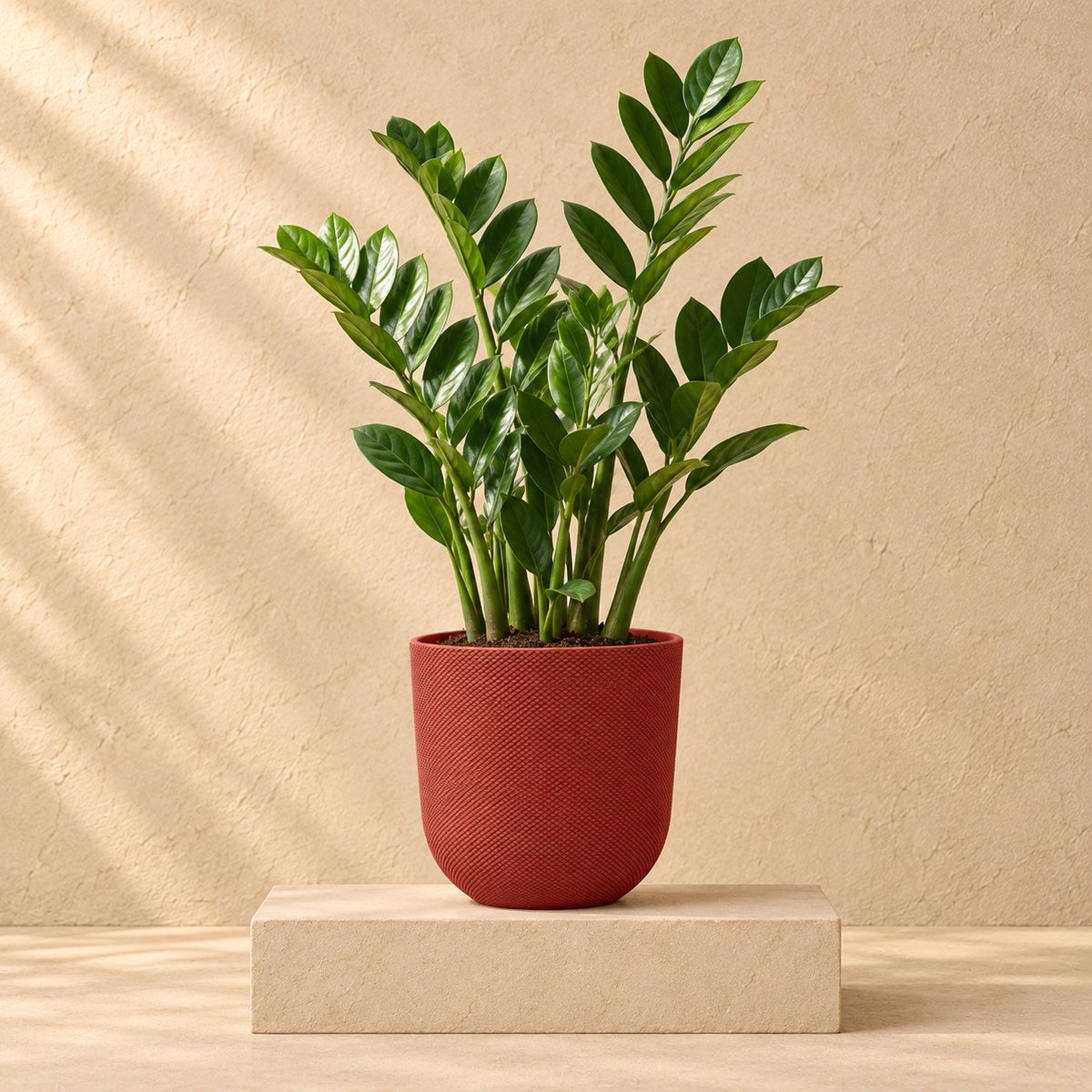 Pot décoratif Elho Jazz Round rouge toscan Ø19 x H18 cm, avec plante