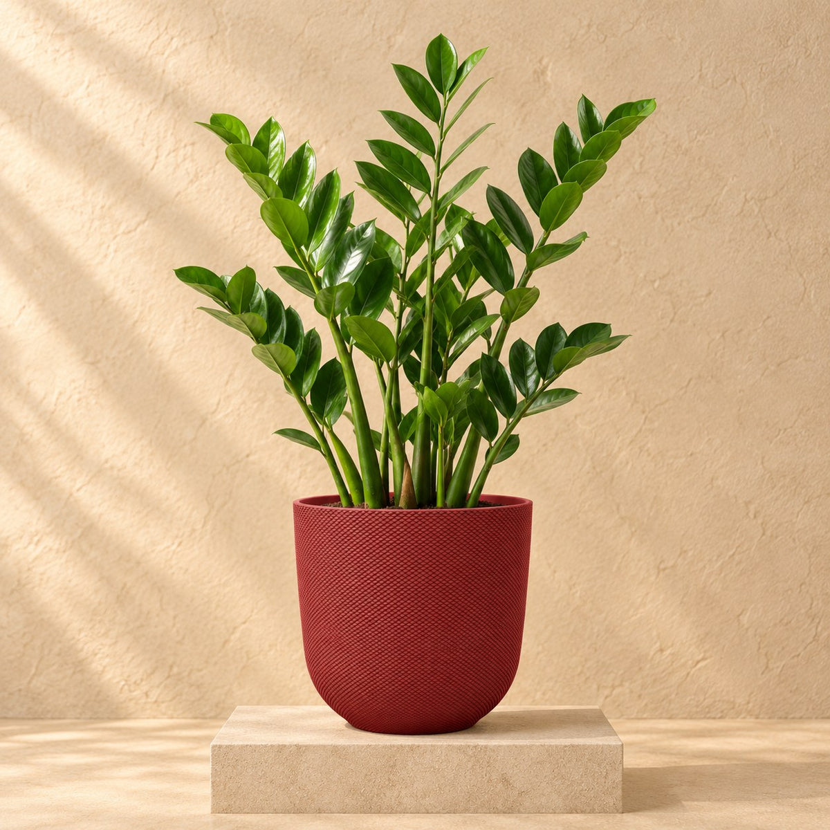 Ziertopf Elho Jazz Round tuscan red Ø23 x H21 cm, bepflanzt