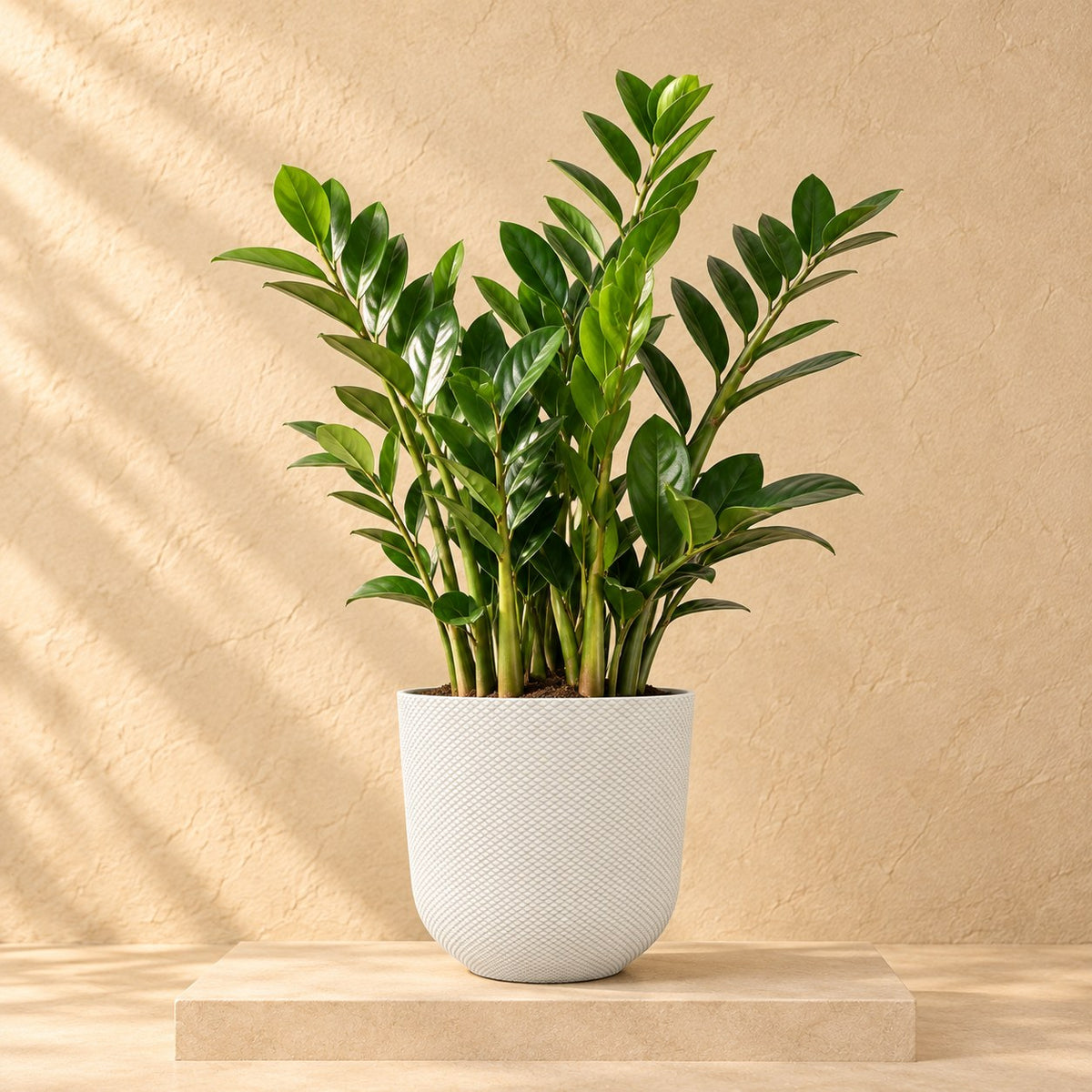 Dekorativ potte Elho Jazz Round hvid Ø23 x H21 cm, med plante