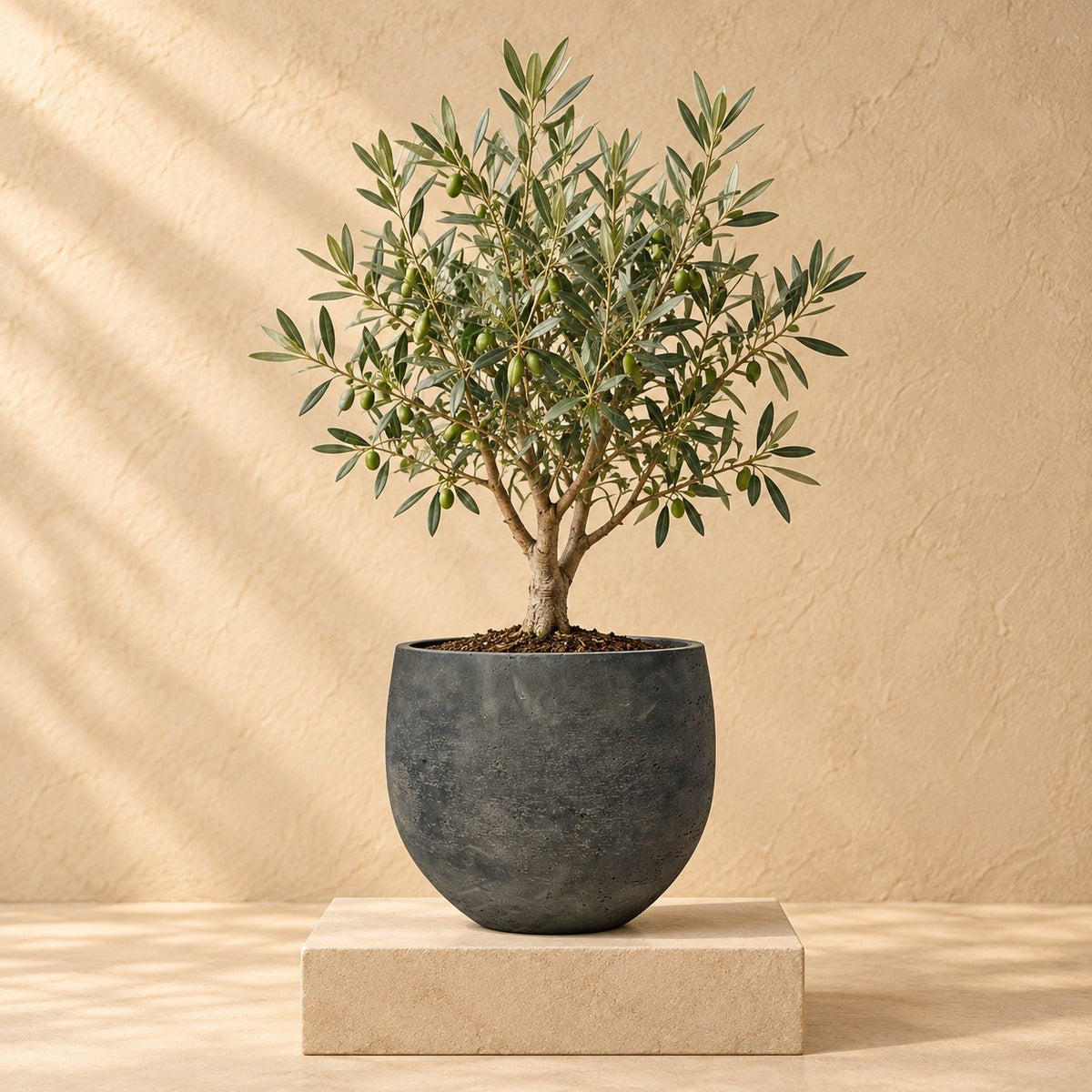Ziertopf Orb Black Washed Ø32 x H28 cm, bepflanzt