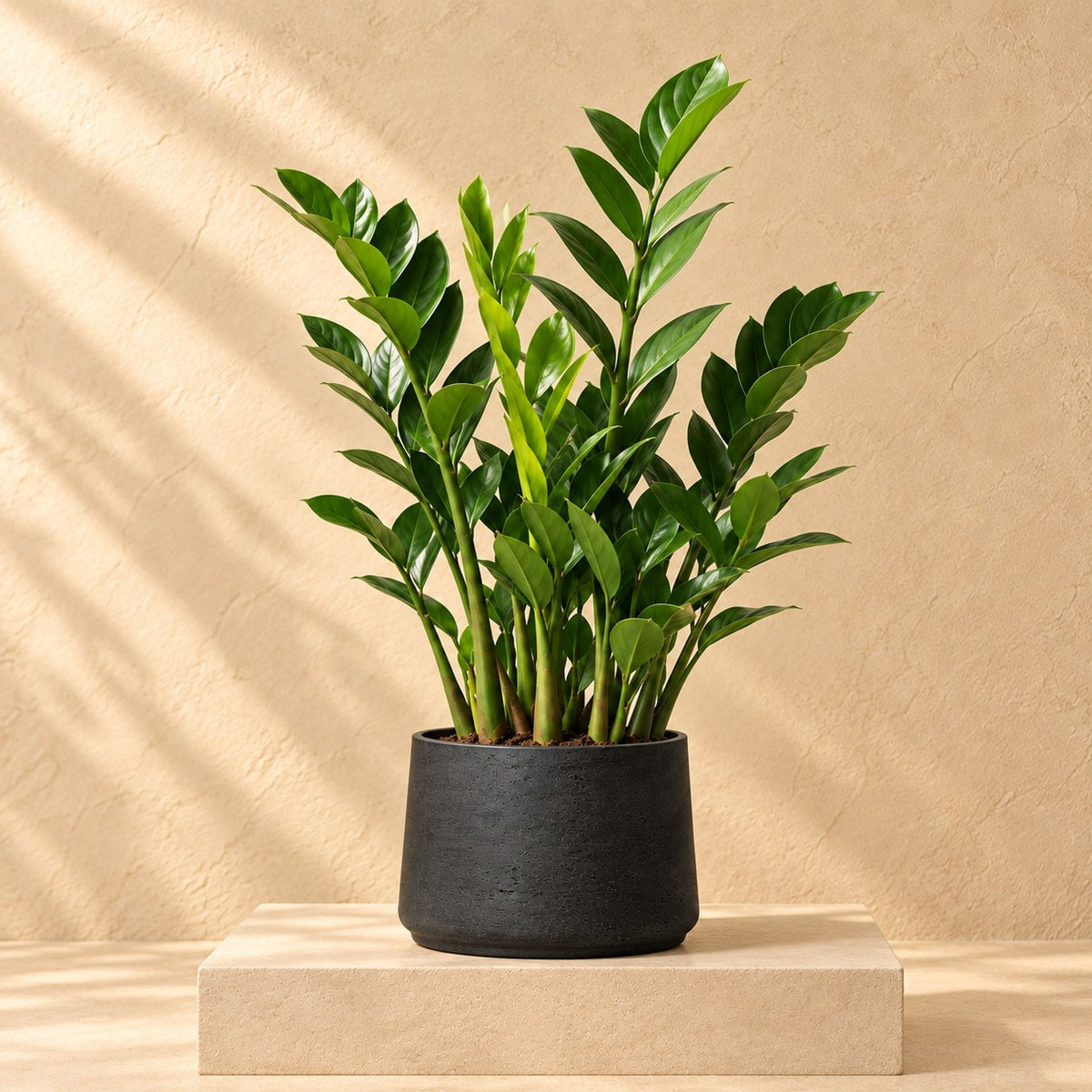 Pot décoratif Patt Black Washed Ø23 x H19 cm, avec plante