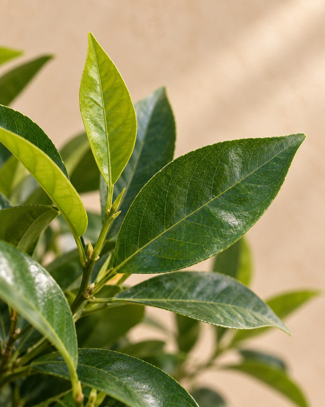 Close-up van het blad van de Sinaasappelboom (Citrus sinensis)